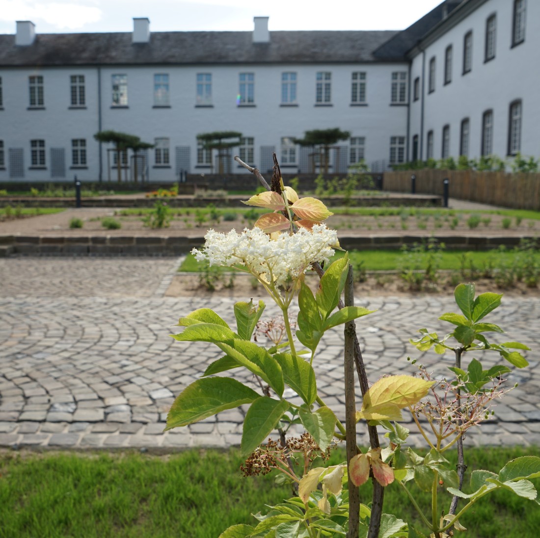 Foto des Klostergartens, im Vordergrund eine Pflanze