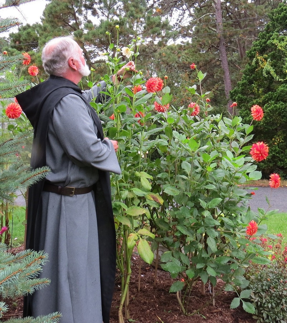 Benediktinermönche steht in einem Garten neben einem Rosenstaus 