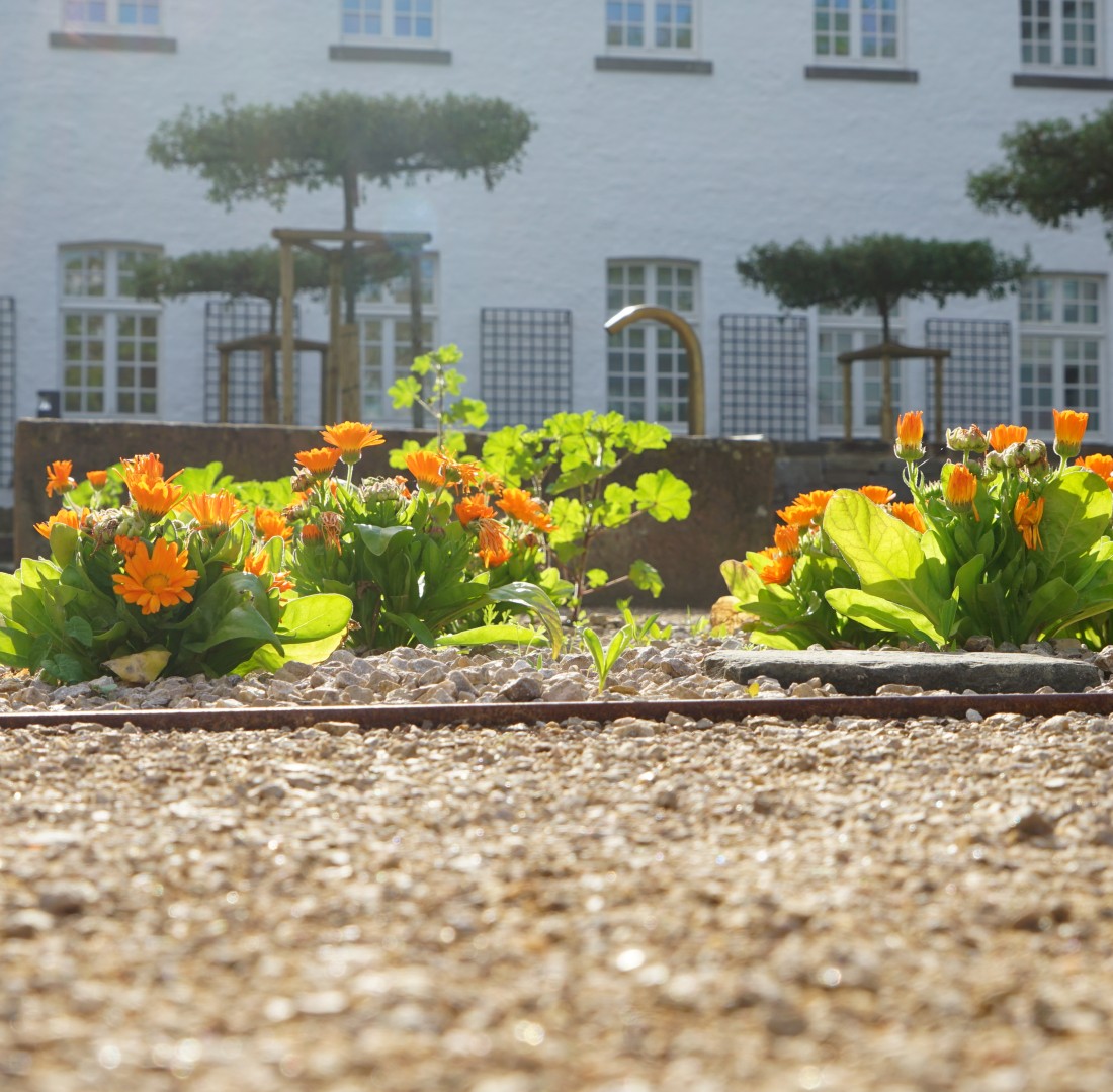 Foto von Pflanzen im Klostergarten