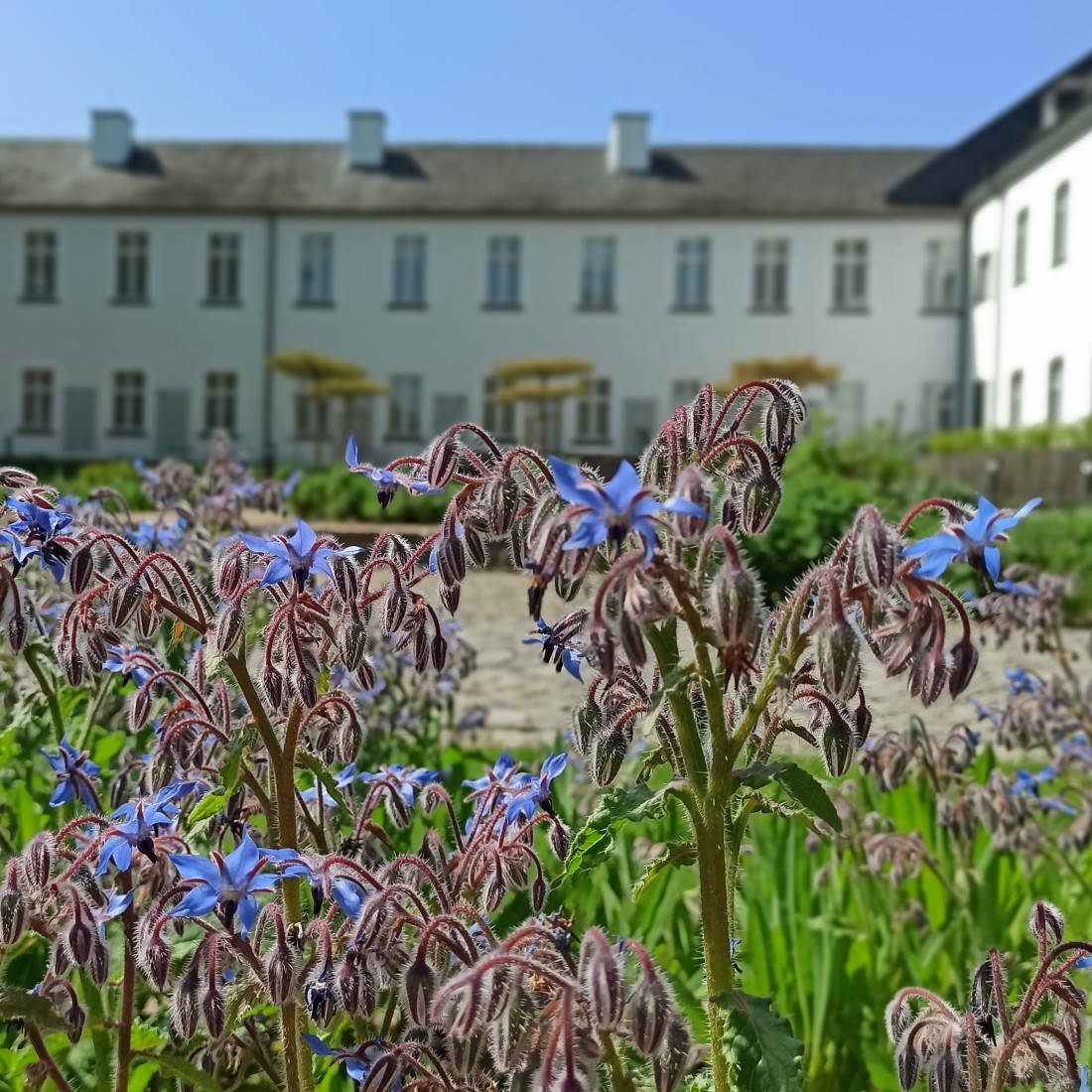 Foto von Pflanzen im Klostergarten